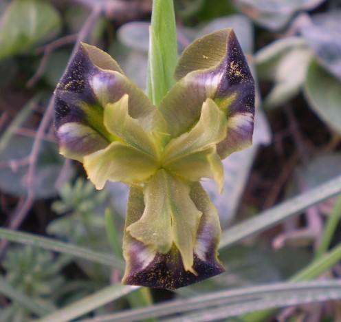 Iris tuberosa / Bellavedova