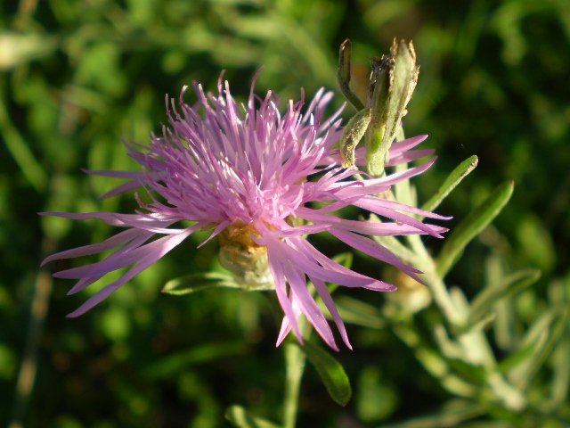 Asteracea = ? - Centaurea cfr. jacea