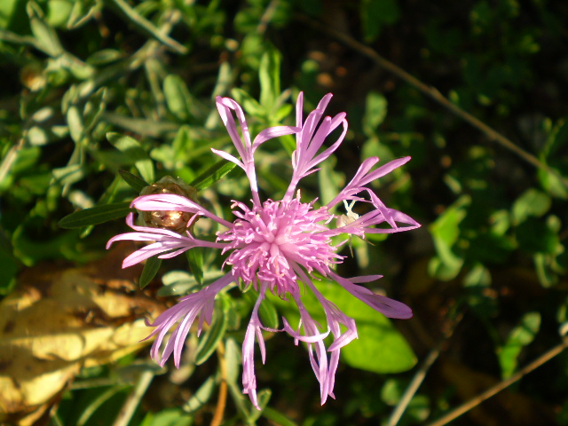 Asteracea = ? - Centaurea cfr. jacea