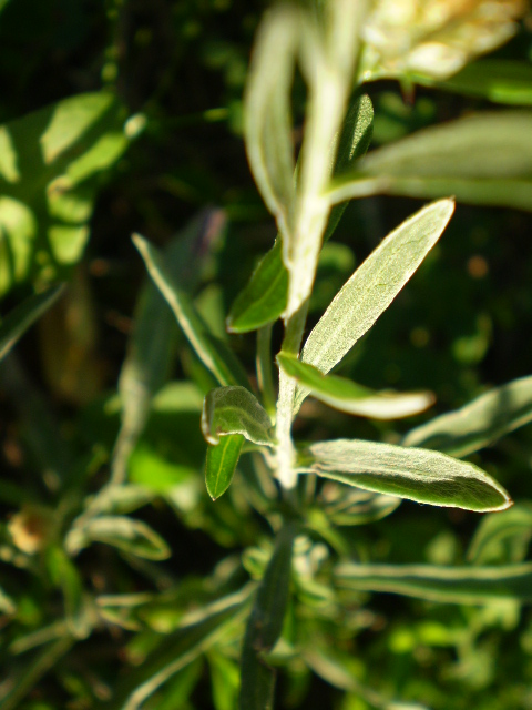 Asteracea = ? - Centaurea cfr. jacea