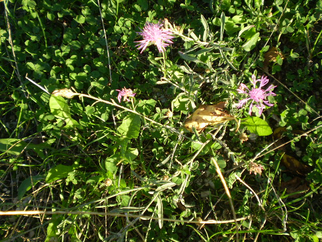 Asteracea = ? - Centaurea cfr. jacea