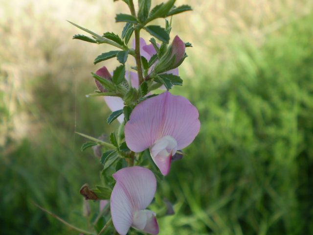 Ononis spinosa