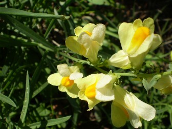 Linaria vulgaris