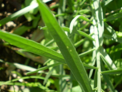 Linaria vulgaris