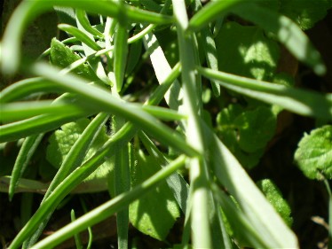 Linaria vulgaris