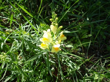 Linaria vulgaris