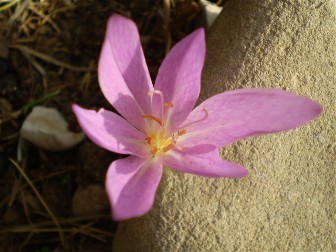 da identificare....Colchicum  cfr. lusitanum