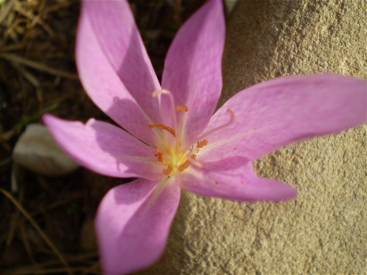 da identificare....Colchicum  cfr. lusitanum