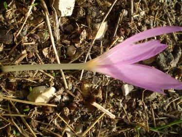 da identificare....Colchicum  cfr. lusitanum