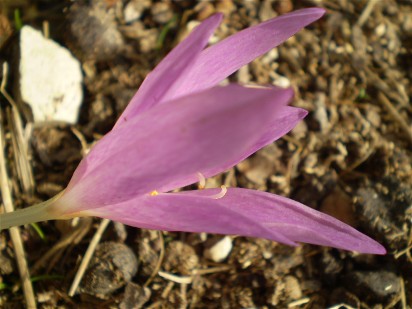 da identificare....Colchicum  cfr. lusitanum