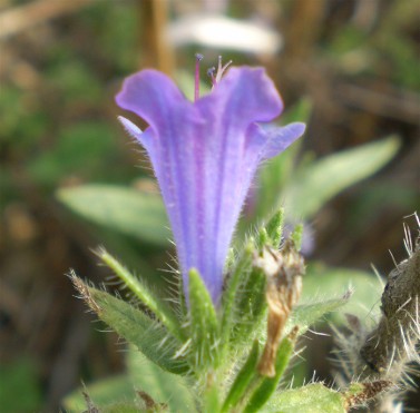 sembra una borraginacea ...Echium sp.