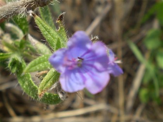 sembra una borraginacea ...Echium sp.