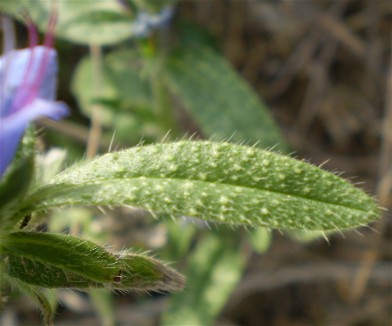 sembra una borraginacea ...Echium sp.