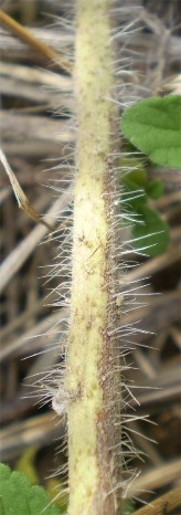 sembra una borraginacea ...Echium sp.