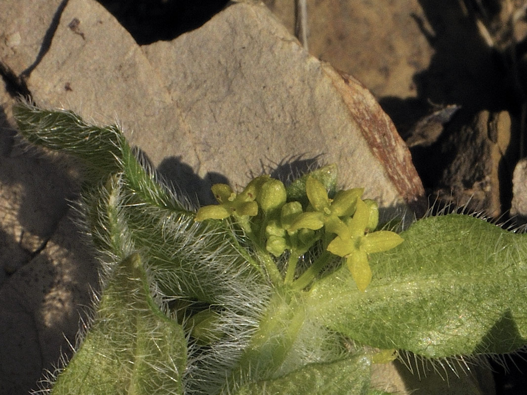 Cruciata laevipes / Crocettona comune