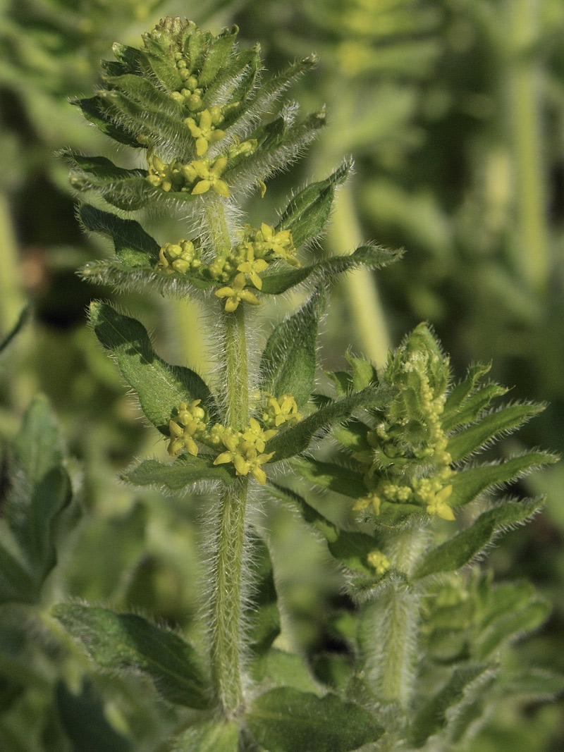 Cruciata laevipes / Crocettona comune