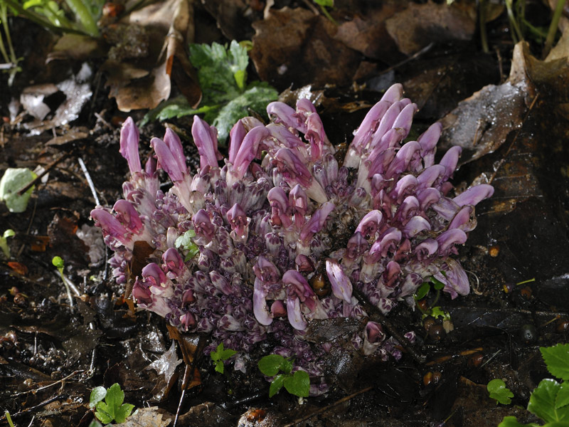 Lathraea clandestina L.