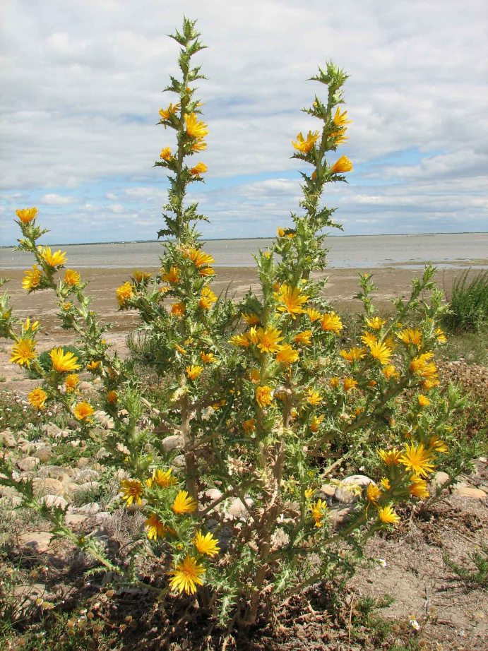 Scolymus hispanicus / Cardogna comune