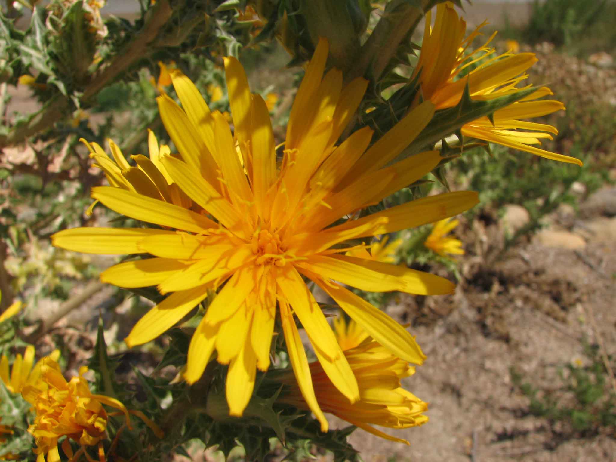 Scolymus hispanicus / Cardogna comune