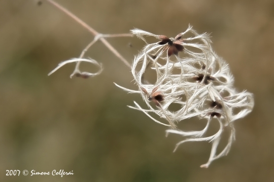 Semi sconosciuti - Clematis sp.