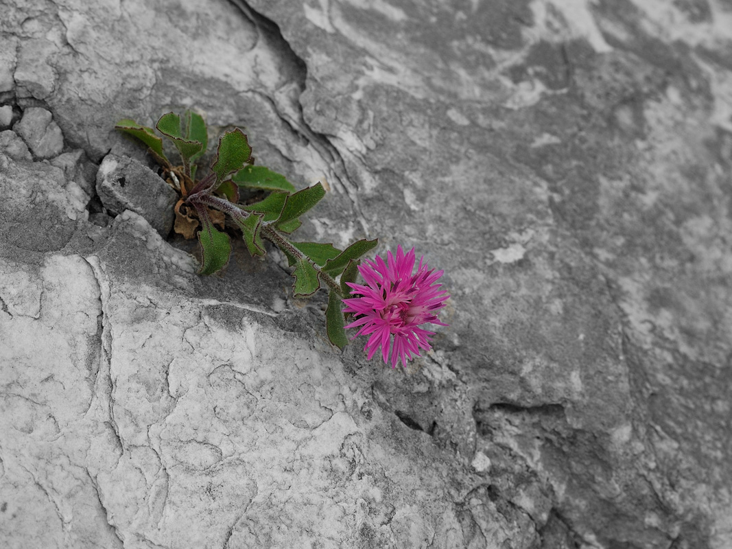 Centaurea montis-borlae / Centaurea del Monte Borla