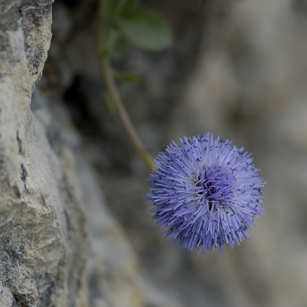 Globularia incanescens Viv. / Vedovella delle Apuane