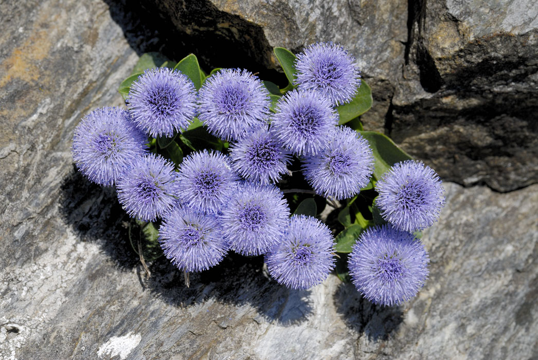 Globularia incanescens Viv. / Vedovella delle Apuane