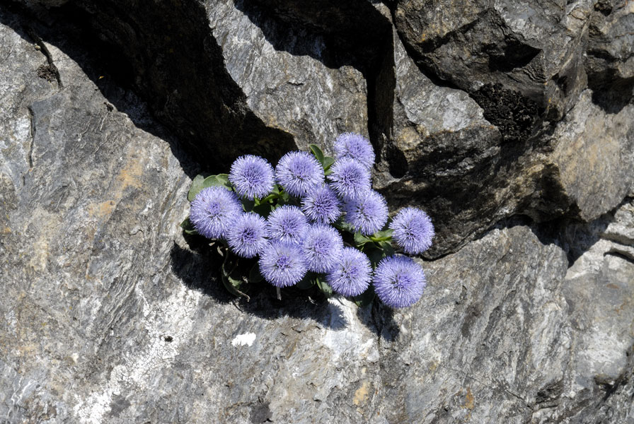 Globularia incanescens Viv. / Vedovella delle Apuane