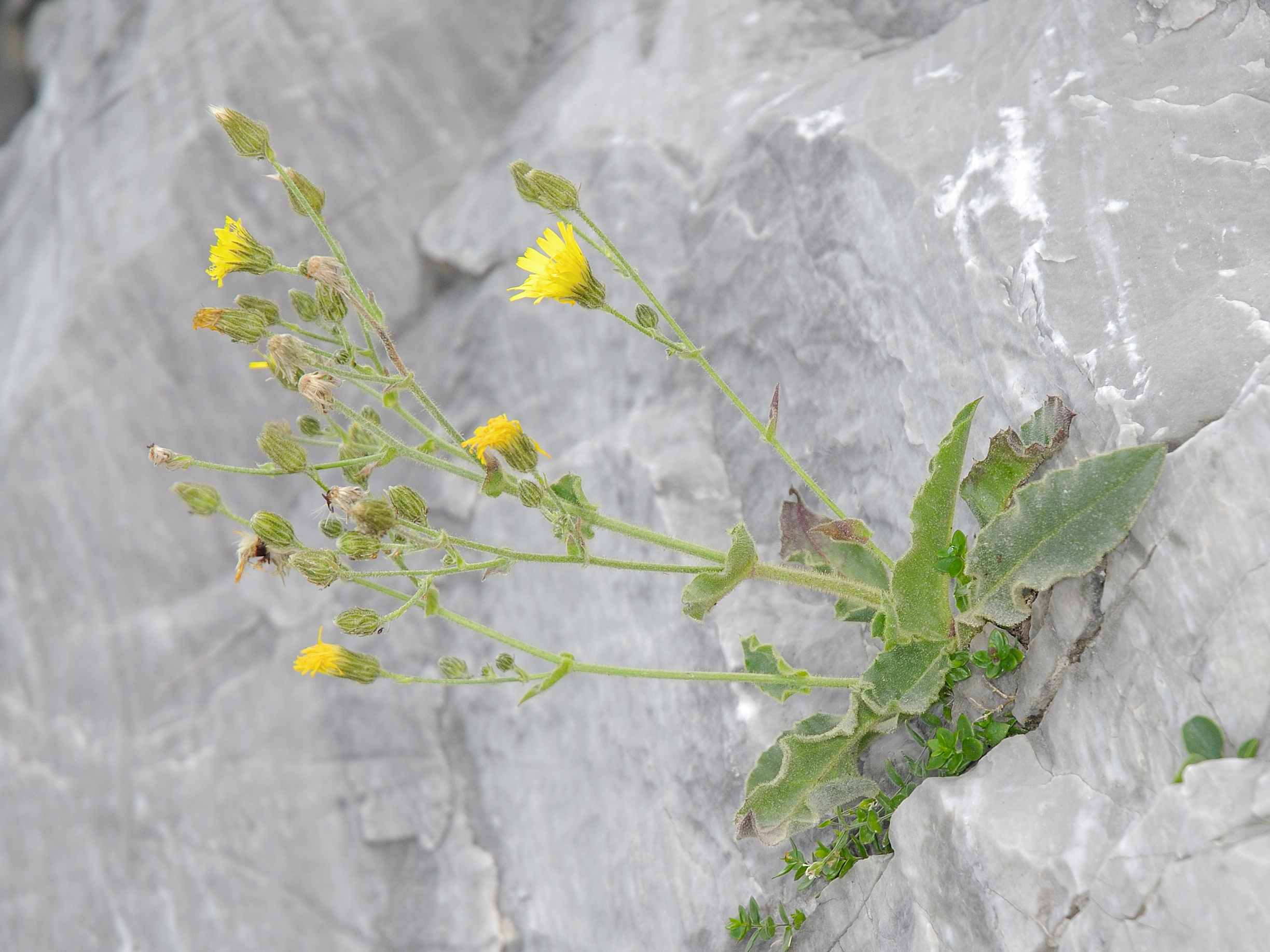 Hieracium amplexicaule L. / Sparviere a foglie abbraccianti