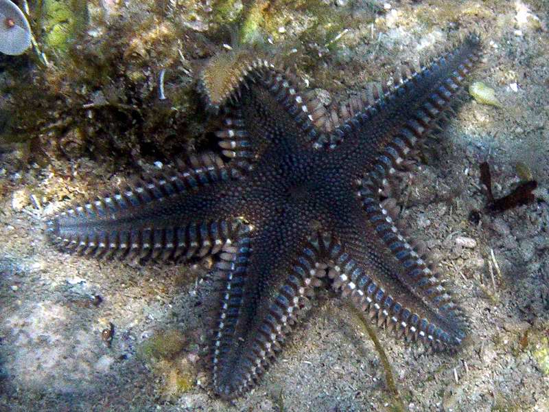 Astropecten bispinosus e Astropecten platyacanthus