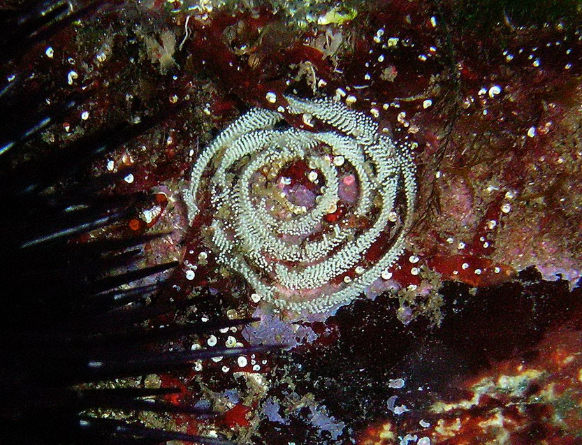 Ovatura di nudibranchio