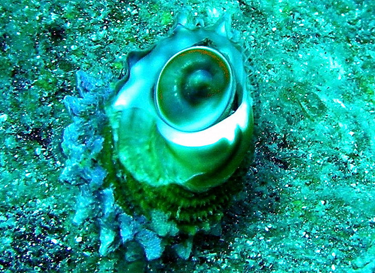 Bolma rugosa  (Linn, 1767) juvenile