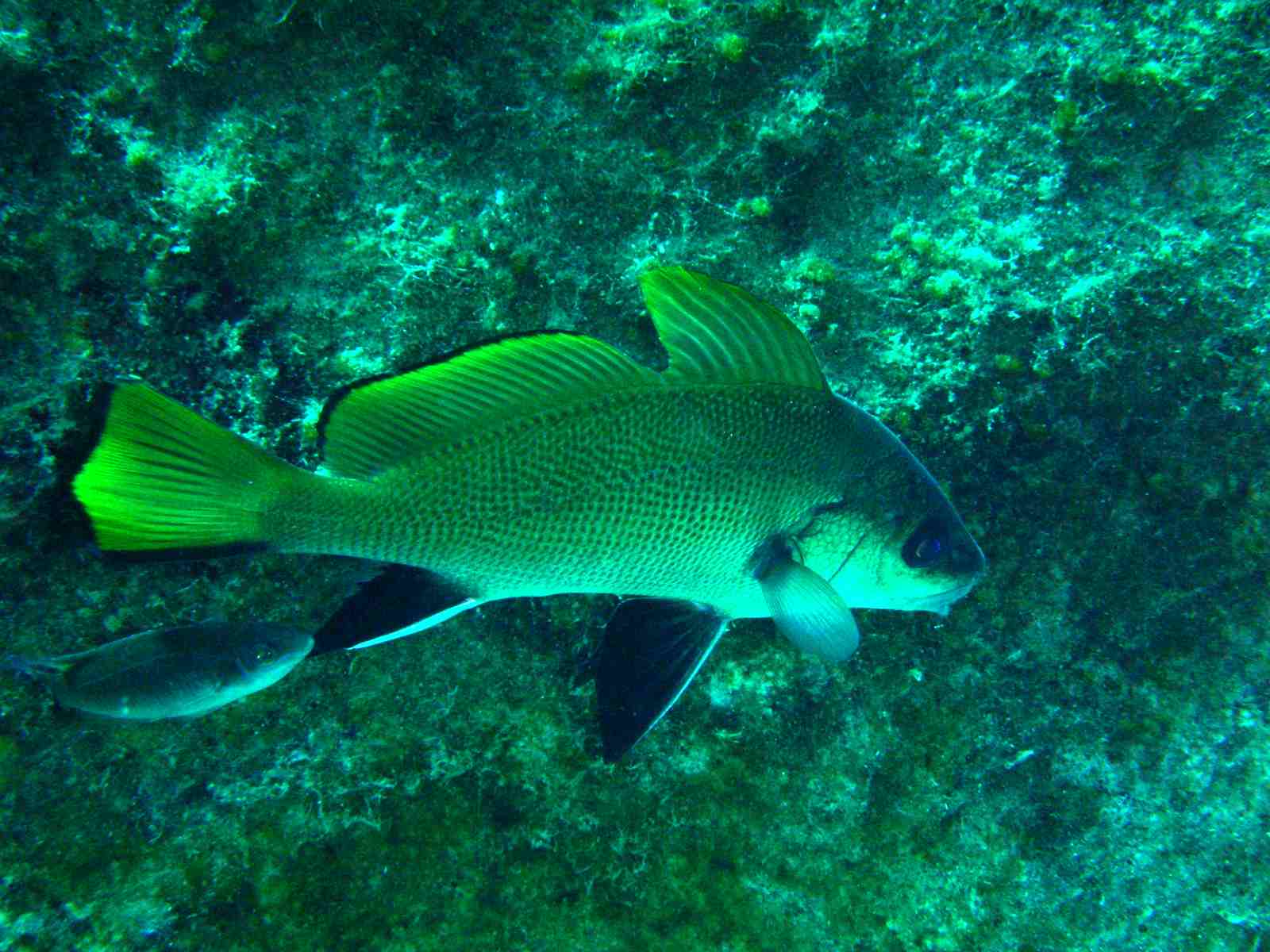 Corvina alla stazione di pulizia