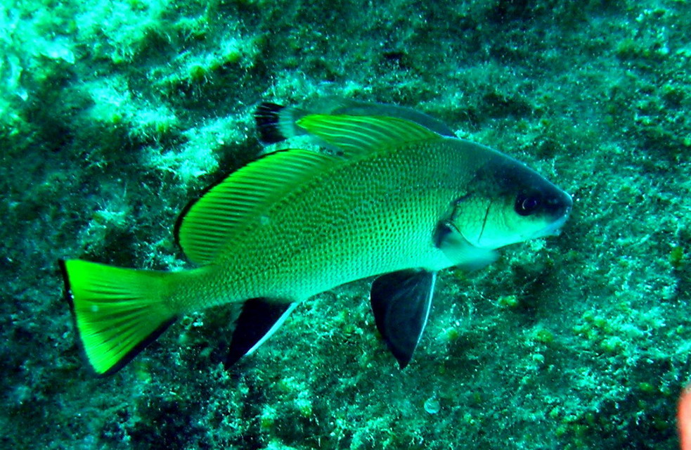 Corvina alla stazione di pulizia