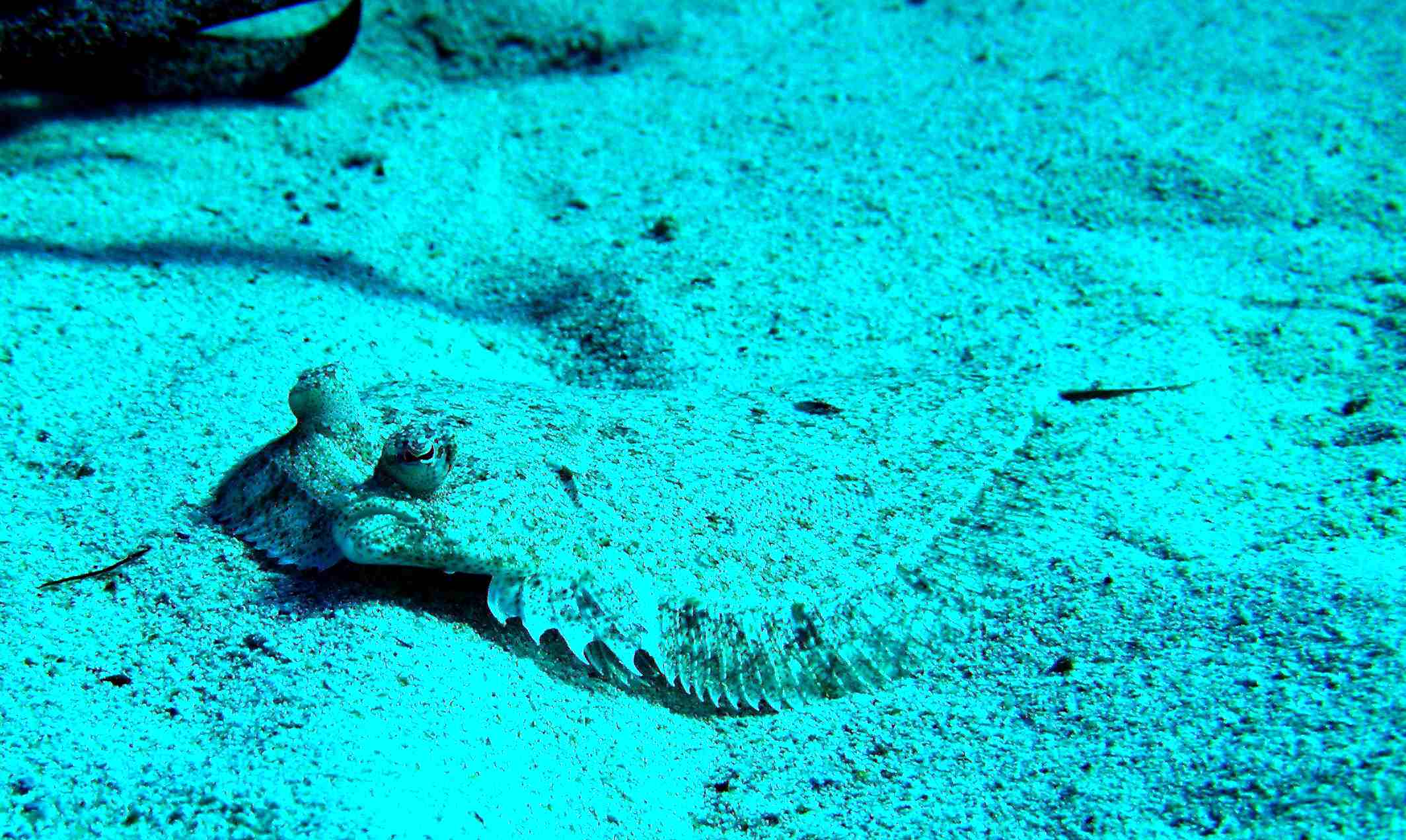 Campione di mimetismo Bothus podas