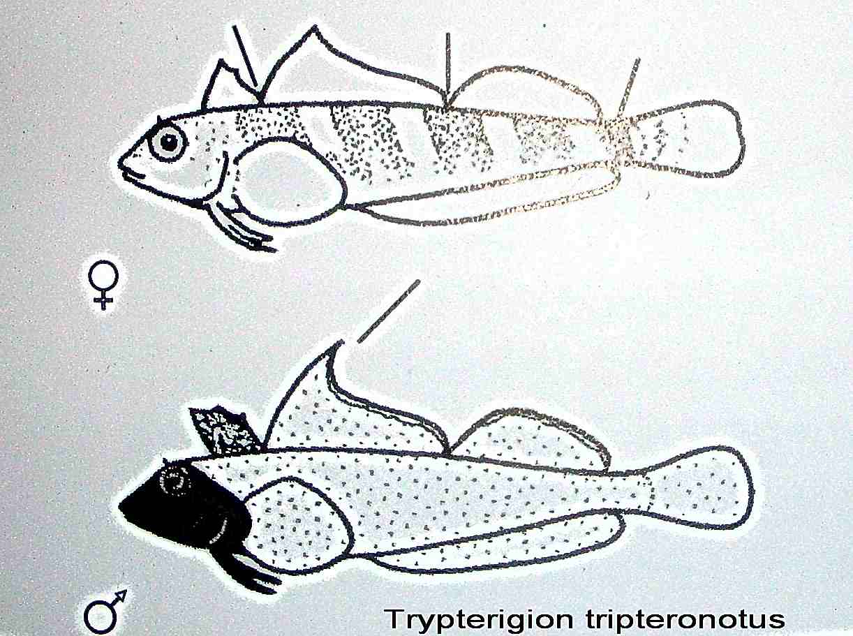 Differenze fra Tripterygion...