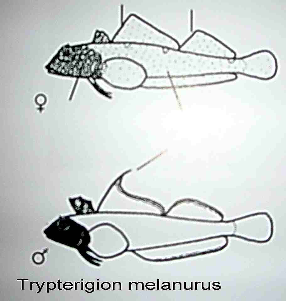 Differenze fra Tripterygion...