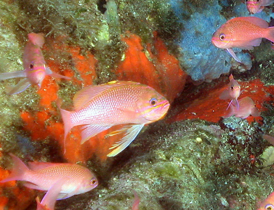 Trachurus cf. picturatus e altri pesci da Ustica