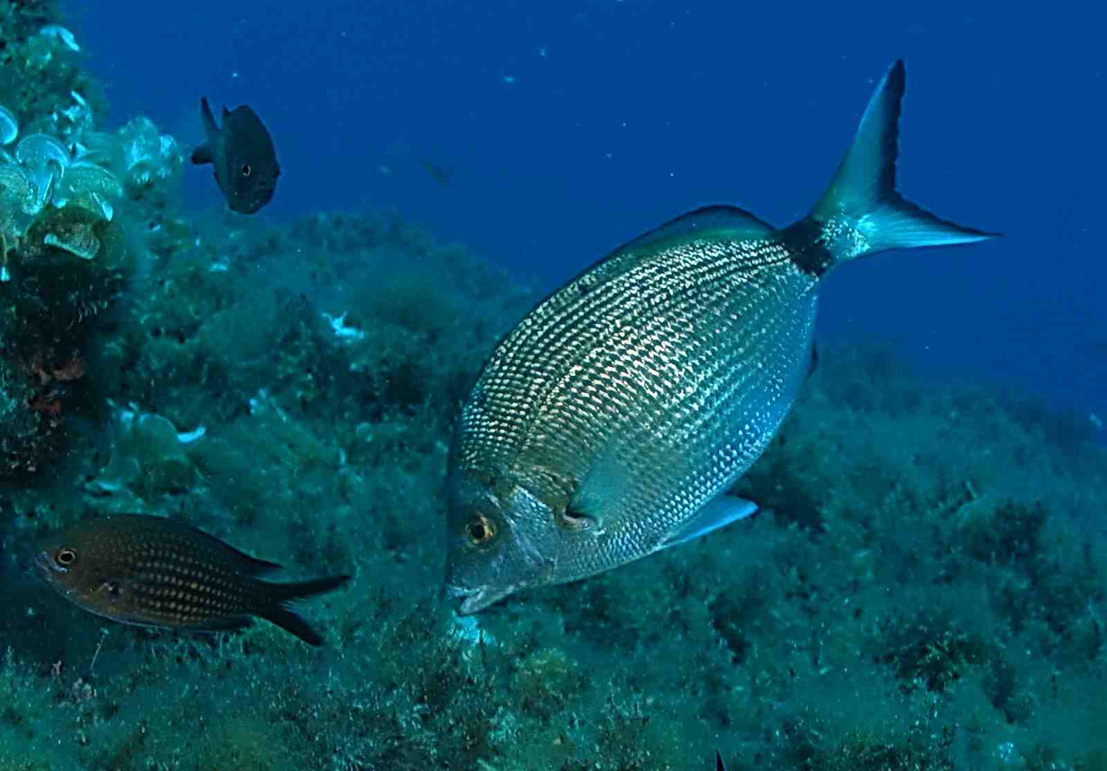 Diplodus puntazzo (Sarago pizzuto)