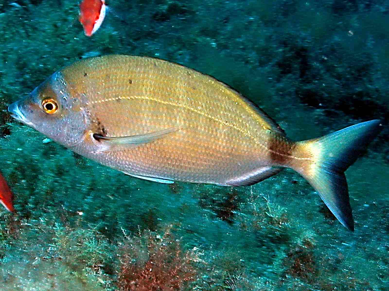 Diplodus puntazzo (Sarago pizzuto)