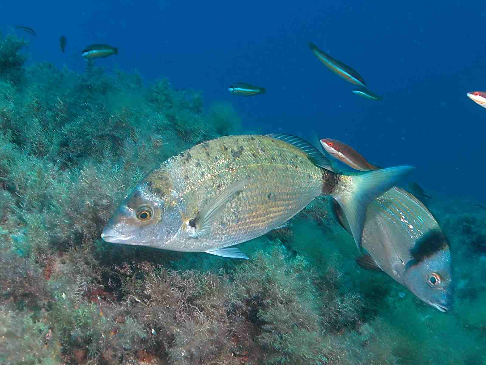 Diplodus puntazzo (Sarago pizzuto)