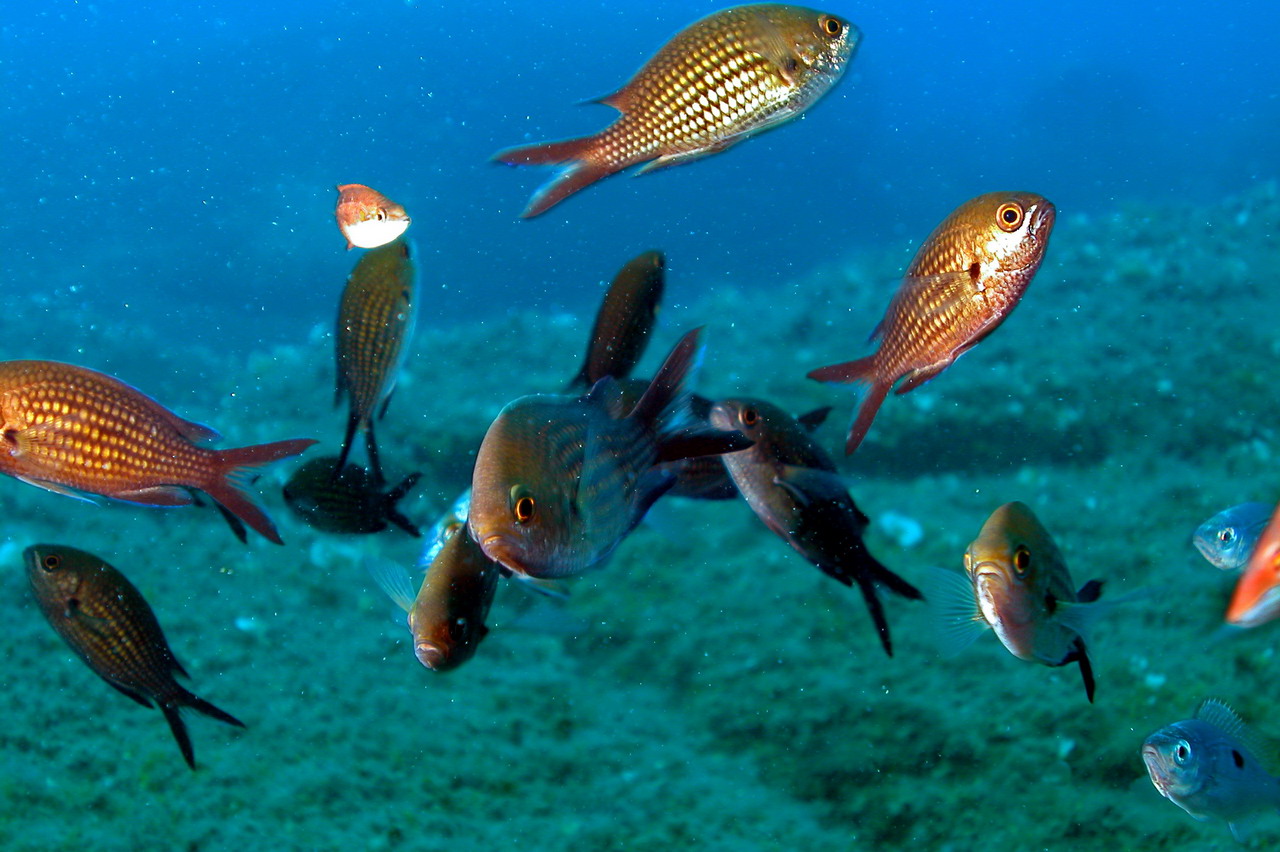 Chromis chromis