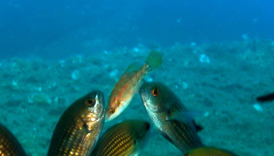 Corvina alla stazione di pulizia