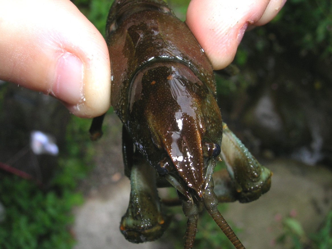 gambero di torrente