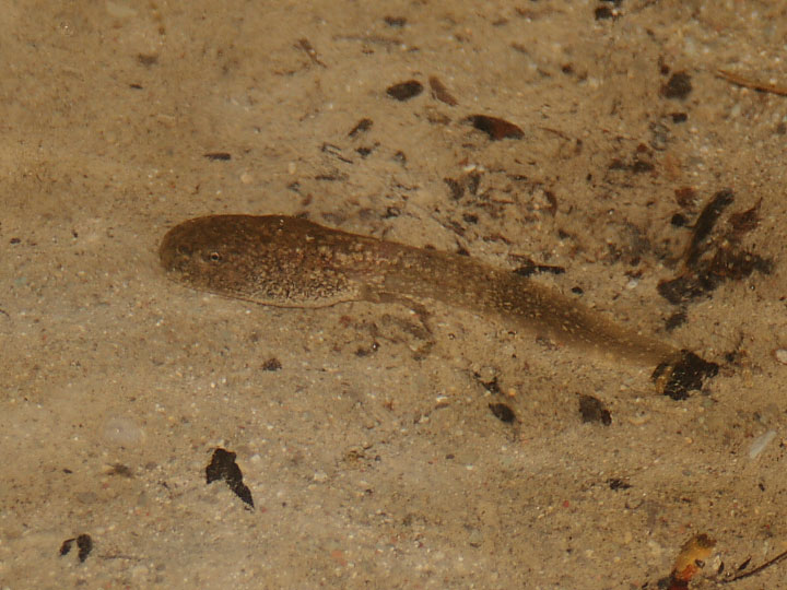 Larva di anfibio - girino di Pelophylax sp.