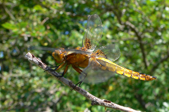 Anisoptera gialla - Libellula depressa maschio