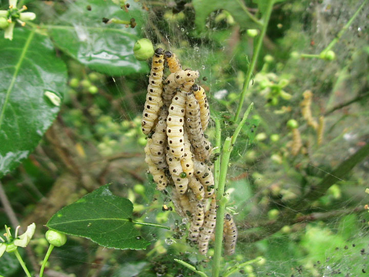 Bruchi di Yponomeuta sp.