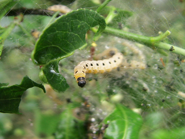 Bruchi di Yponomeuta sp.