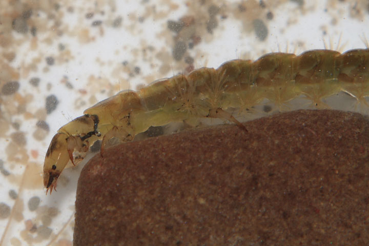 Larva di Rhyacophilidae