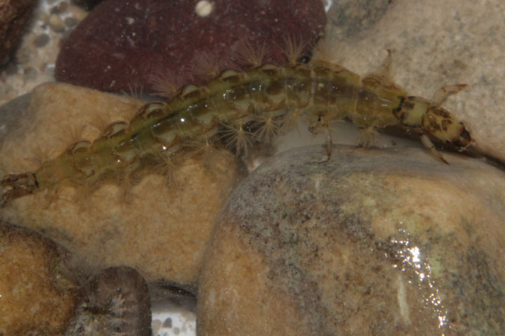 Larva di Rhyacophilidae